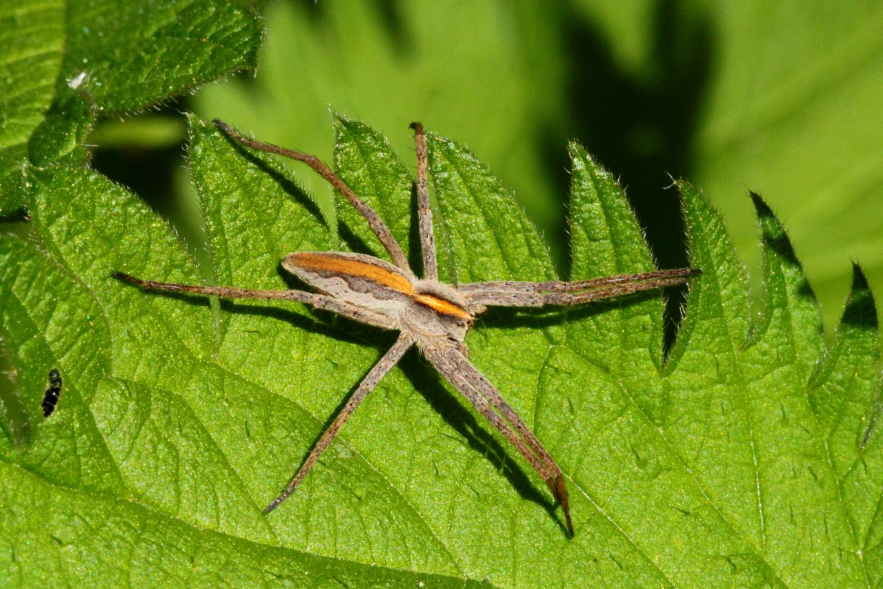 Pisaura mirabilis (Clerck, 1758) - Pisaure admirable