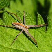 Pisaura mirabilis (Clerck, 1758) - Pisaure admirable