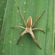 Pisaura mirabilis (Clerck, 1758) - Pisaure admirable