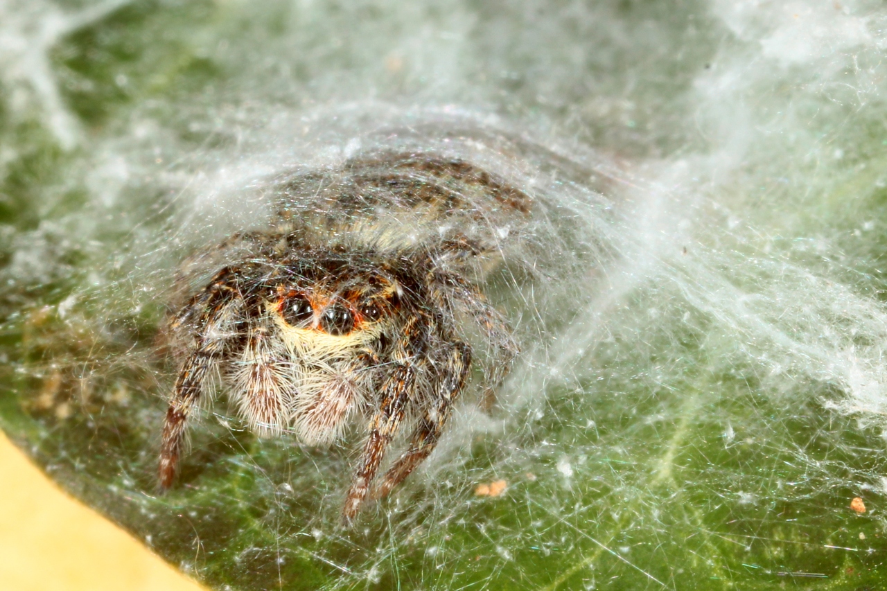 Carrhotus xanthogramma (Latreille, 1819) - Saltique orangé (femelle)