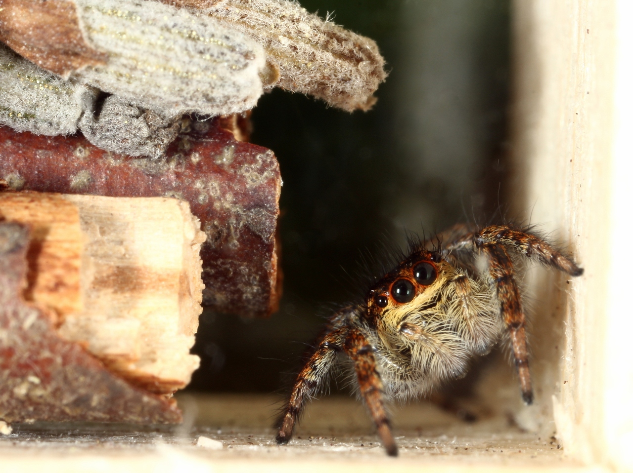 Carrhotus xanthogramma (Latreille, 1819) - Saltique orangé (femelle)