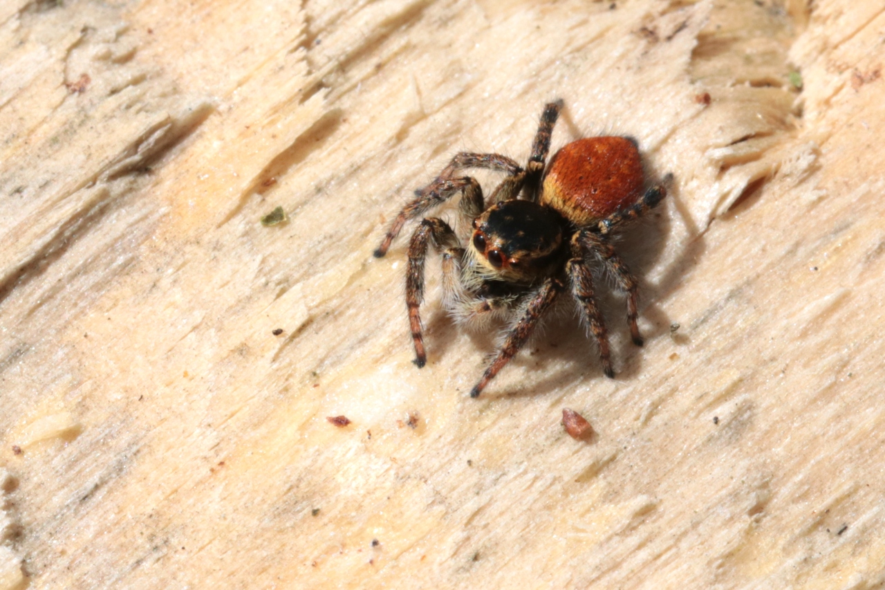 Carrhotus xanthogramma (Latreille, 1819) - Saltique orangé (femelle)