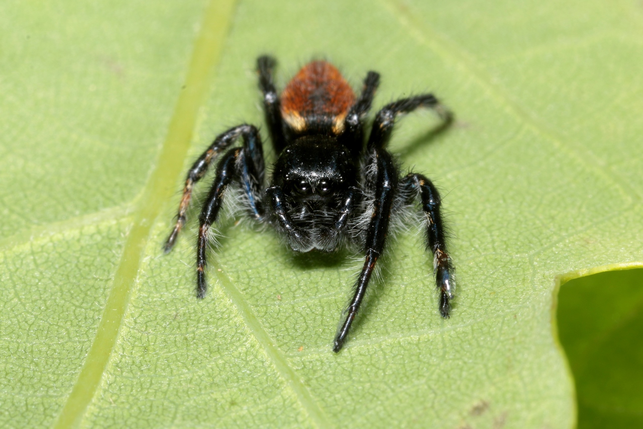 Carrhotus xanthogramma (Latreille, 1819) - Saltique orangé (mâle)