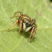 Heliophanus auratus C.L. Koch, 1835 - Saltique doré (femelle)