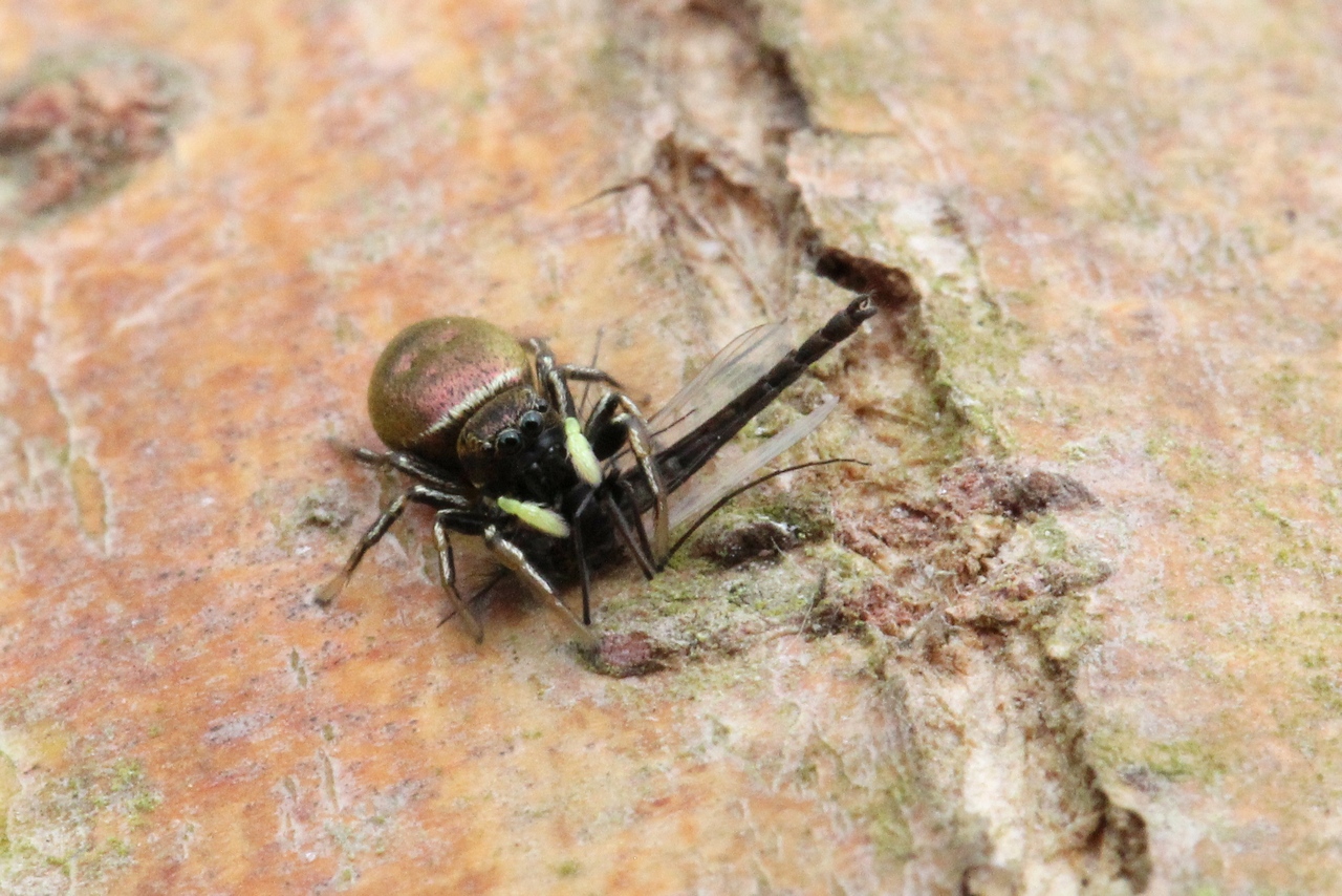 Heliophanus auratus C.L. Koch, 1835 - Saltique doré (femelle)