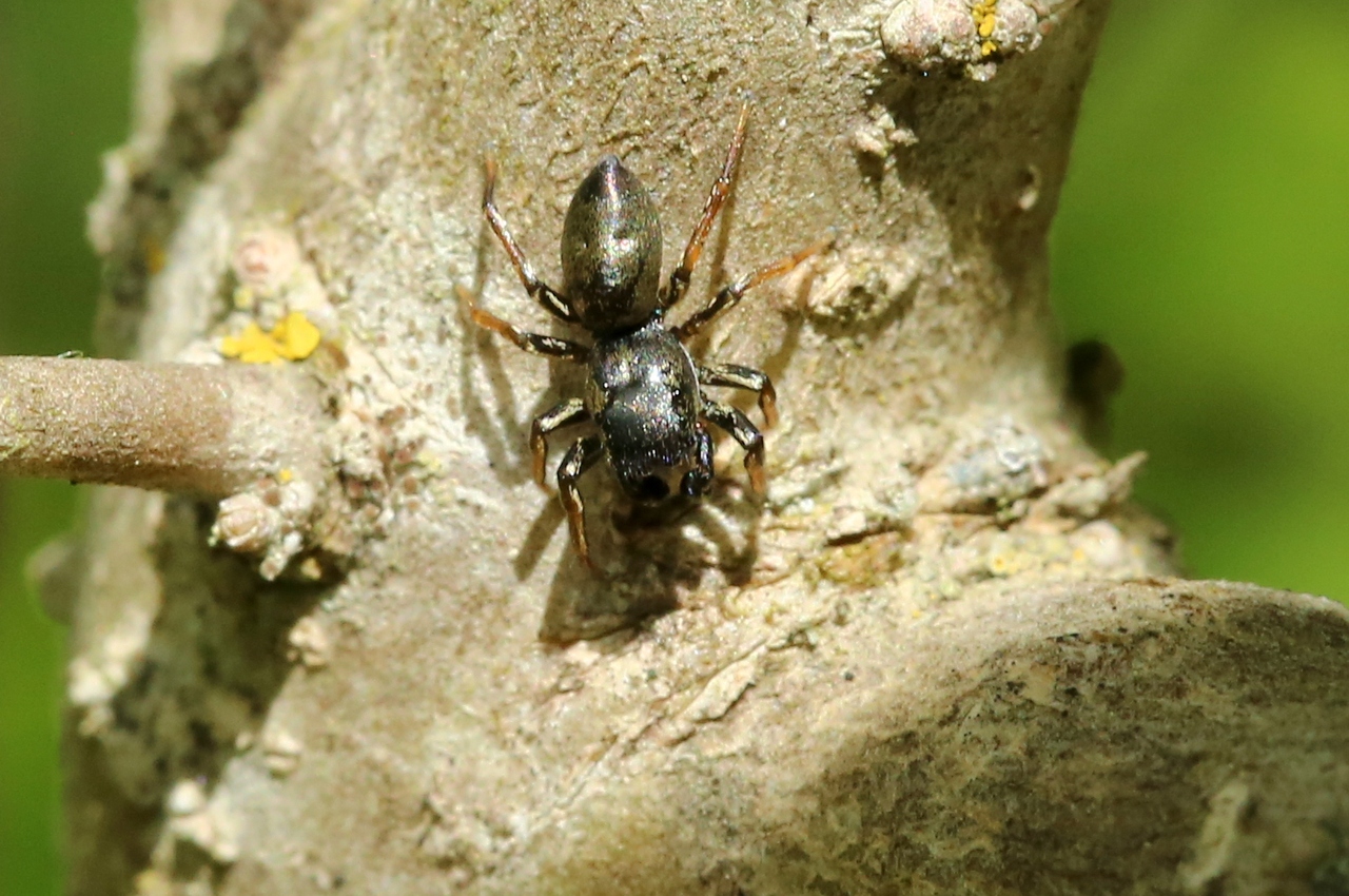 Heliophanus auratus C.L. Koch, 1835 - Saltique doré (mâle)