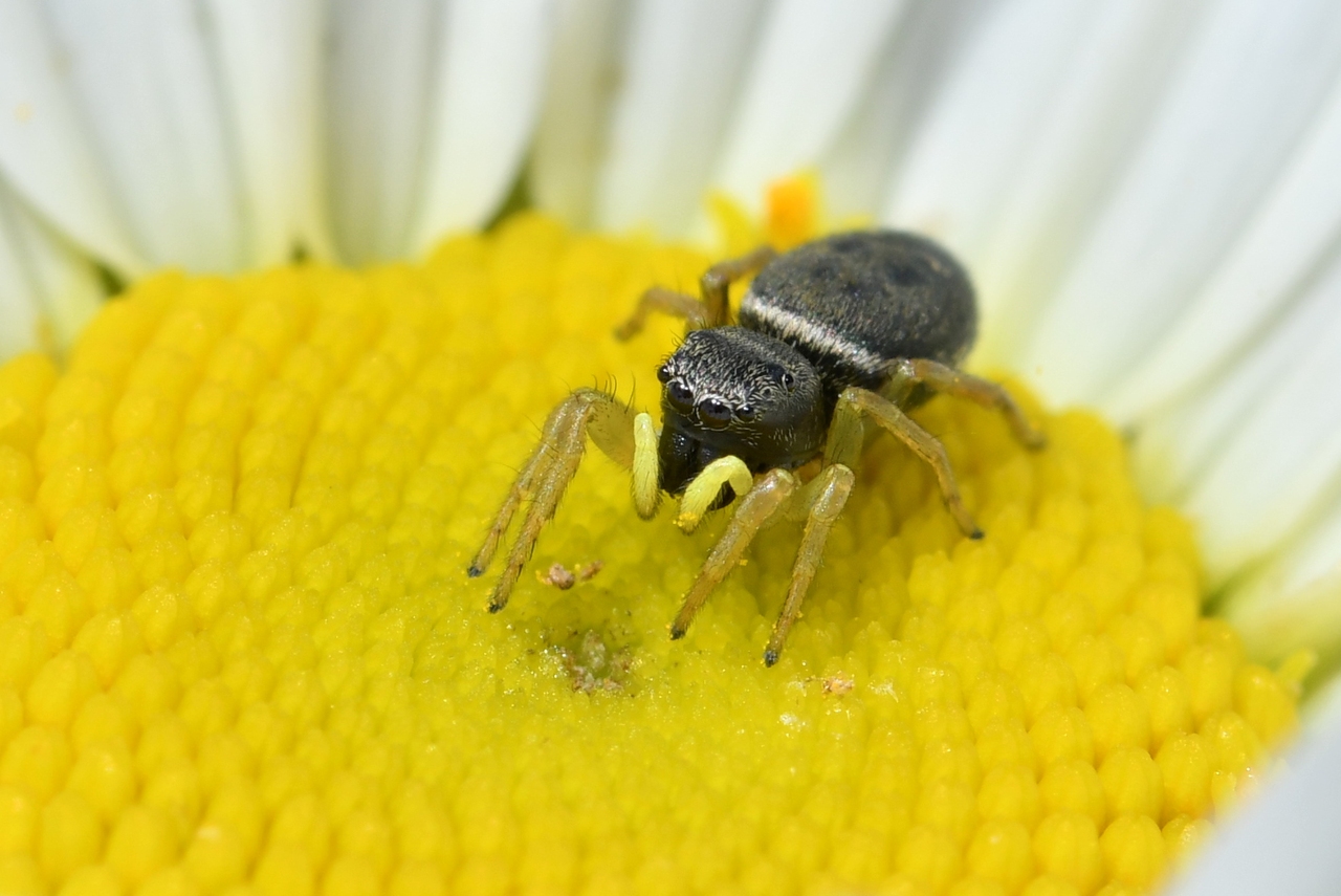 Heliophanus cupreus (Walckenaer, 1802) - Saltique cuivré (femelle)