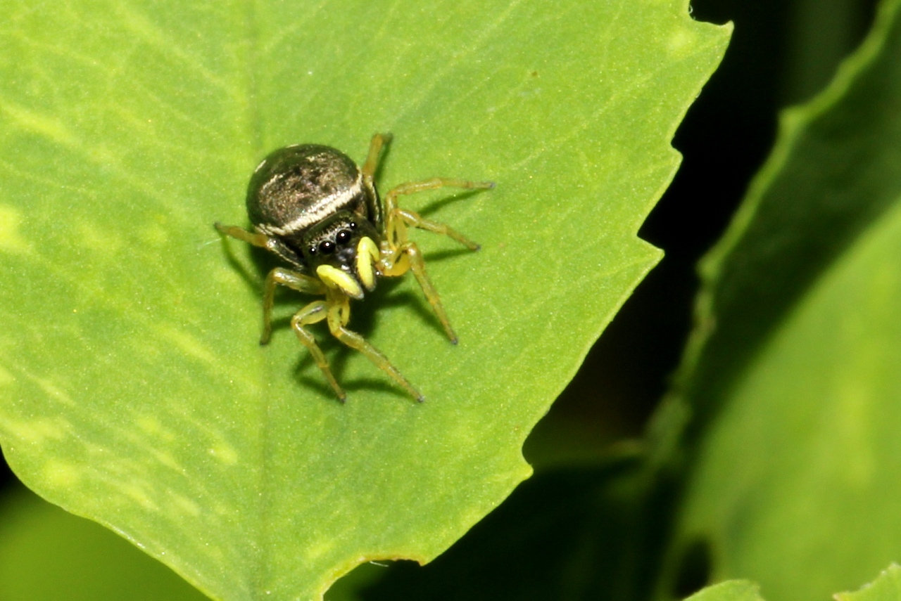 Heliophanus cupreus (Walckenaer, 1802) - Saltique cuivré (femelle)