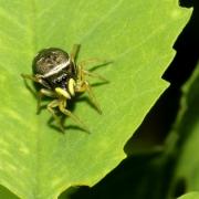 Heliophanus cupreus (Walckenaer, 1802) - Saltique cuivré (femelle)