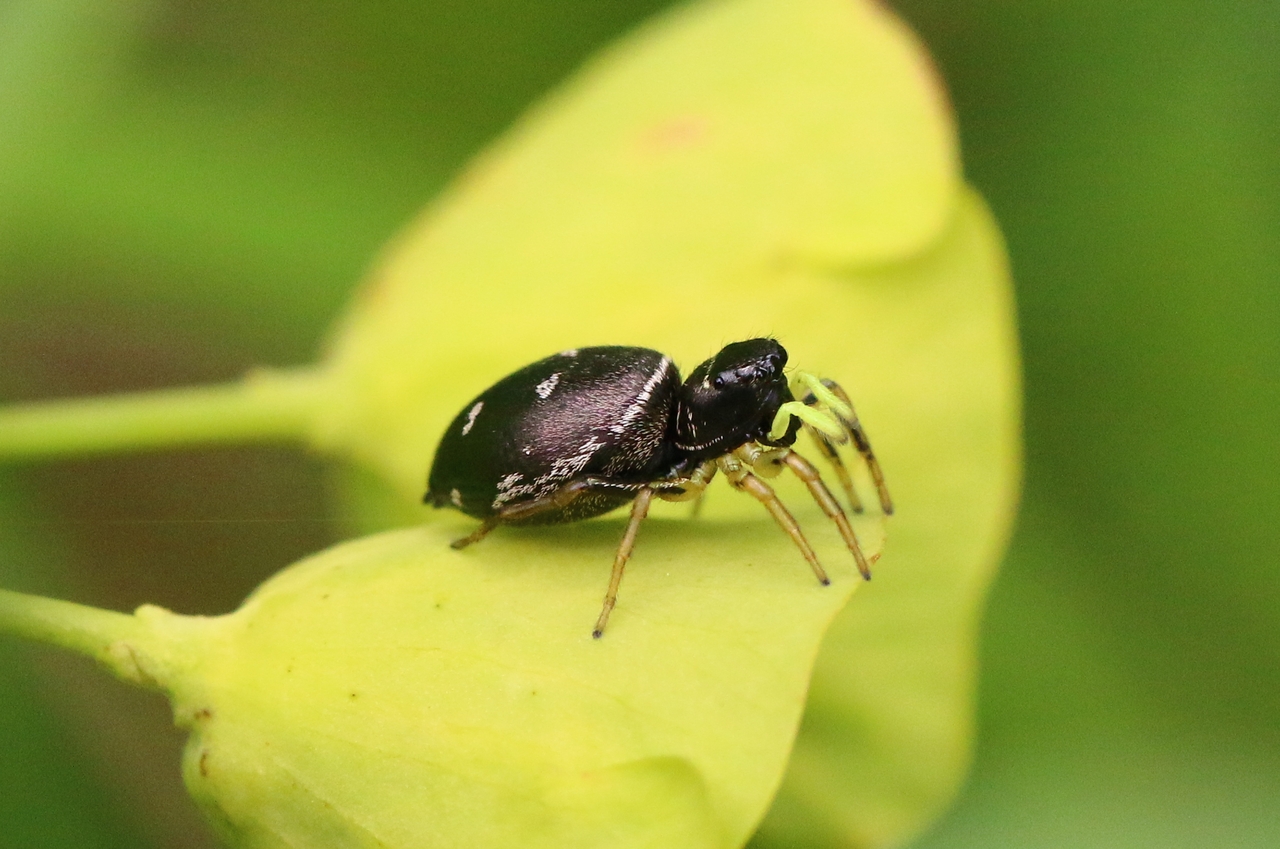 Heliophanus cupreus (Walckenaer, 1802) - Saltique cuivré (femelle) 