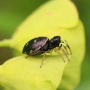 Heliophanus cupreus (Walckenaer, 1802) - Saltique cuivré (femelle) 