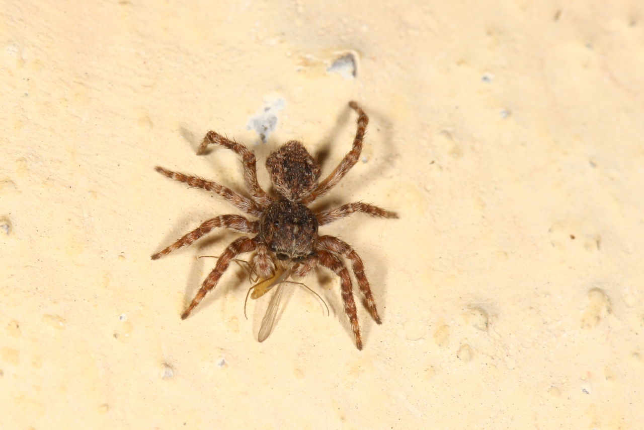 Attulus pubescens (Fabricius, 1775) - Saltique velu (femelle)