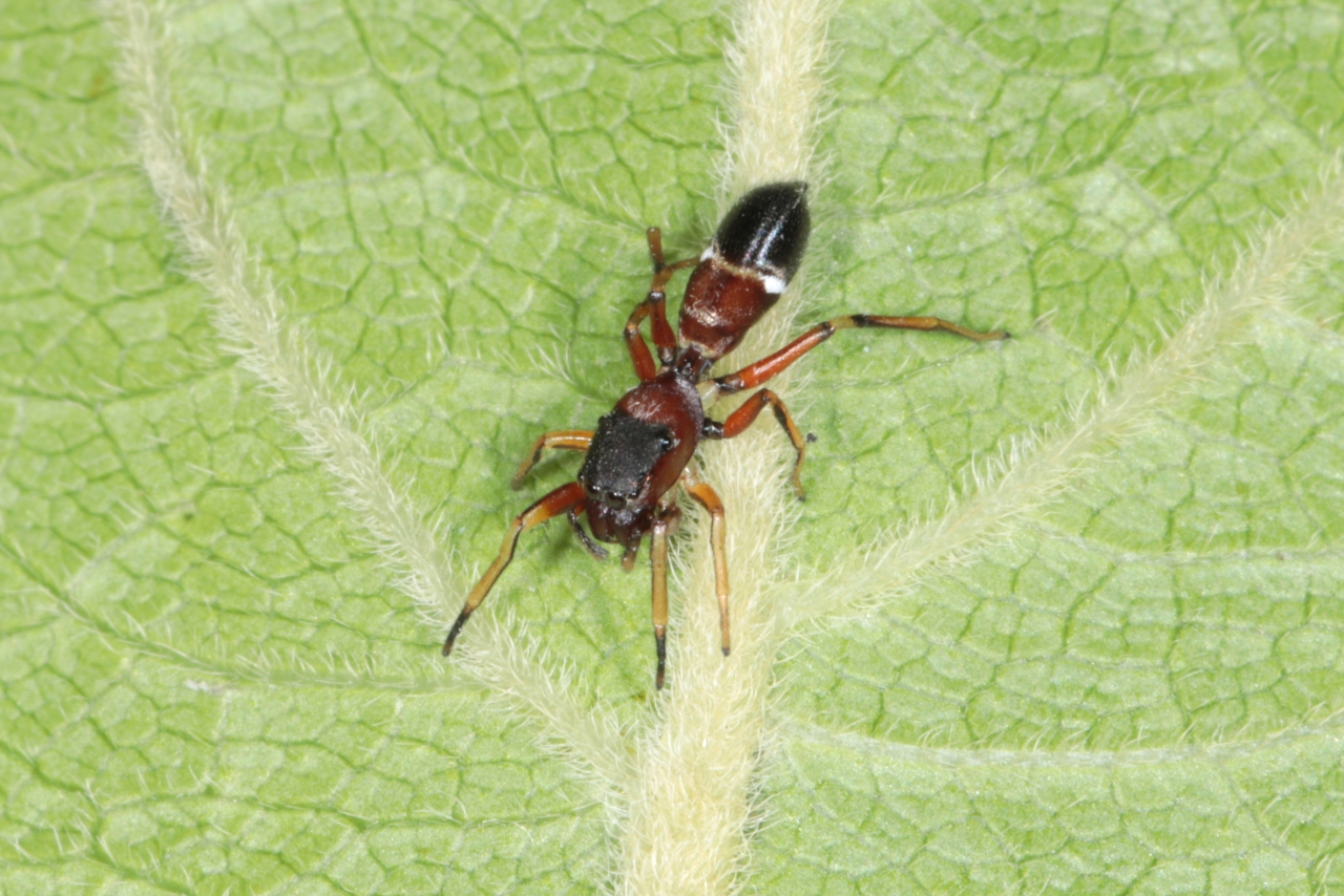 Leptorchestes berolinensis (C.L. Koch, 1846) - Leptorchestes berlinois (femelle)