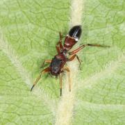 Leptorchestes berolinensis (C.L. Koch, 1846) - Leptorchestes berlinois (femelle)