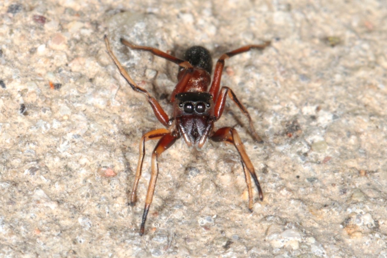 Leptorchestes berolinensis (C.L. Koch, 1846) - Leptorchestes berlinois (femelle)