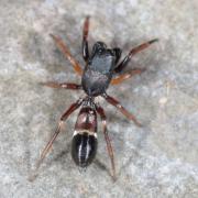 Leptorchestes berolinensis (C.L. Koch, 1846) - Leptorchestes berlinois (mâle)
