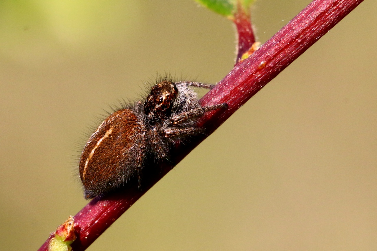 Philaeus chrysops (Poda, 1761) - Saltique sanguinolent (femelle)