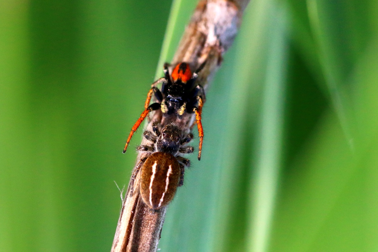 Philaeus chrysops (Poda, 1761) - Saltique sanguinolent (parade nuptiale)