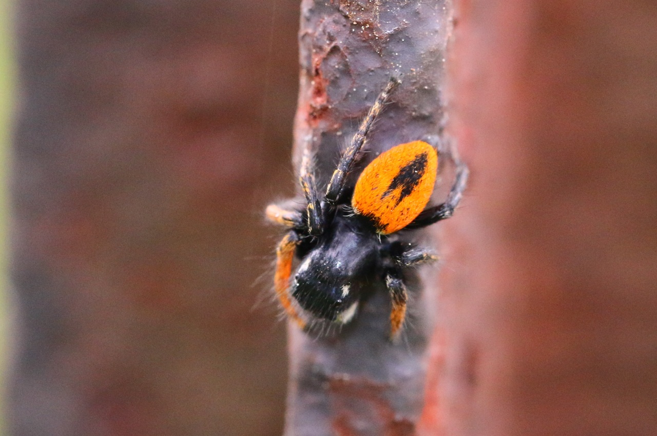 Philaeus chrysops (Poda, 1761) - Saltique sanguinolent (mâle)