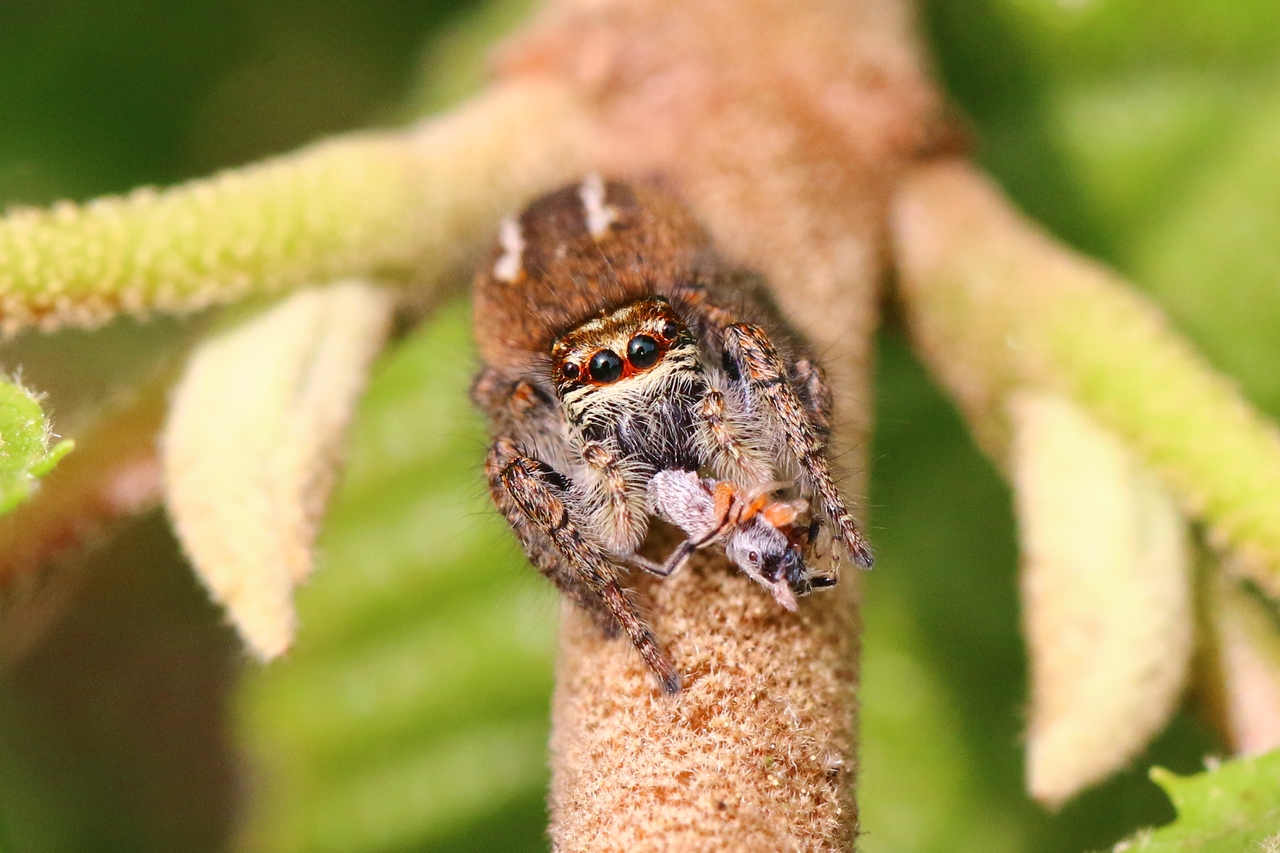 Philaeus chrysops (Poda, 1761) - Saltique sanguinolent (femelle)