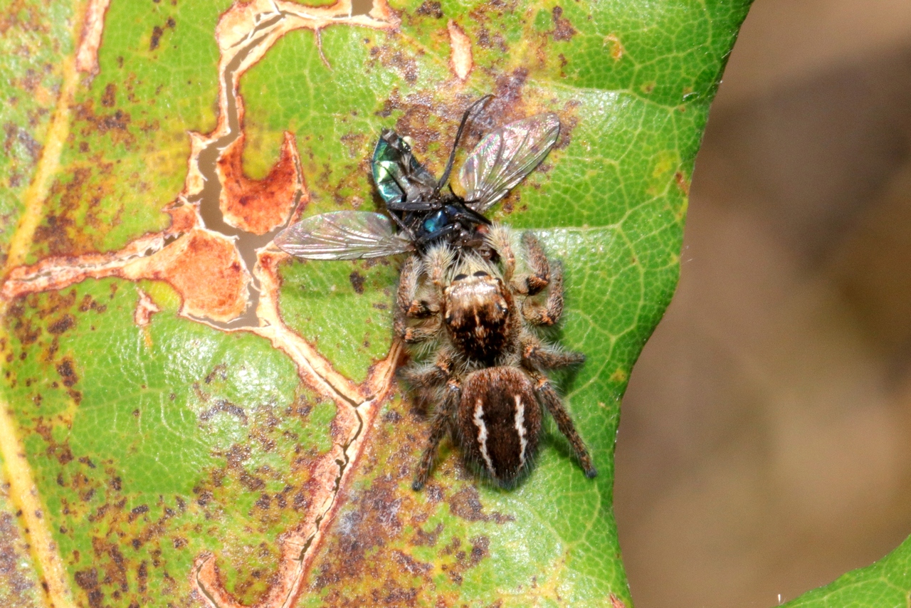 Philaeus chrysops (Poda, 1761) - Saltique sanguinolent (femelle)