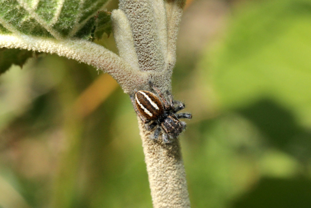 Philaeus chrysops (Poda, 1761) - Saltique sanguinolent (femelle)