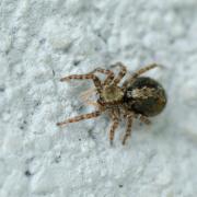 Pseudeuophrys lanigera (Simon, 1871) - Saltique laineux (femelle)