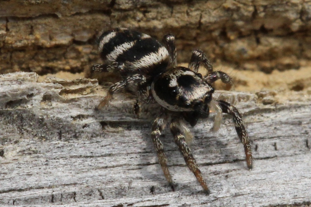 Salticus scenicus (Clerck, 1758) - Saltique arlequin (femelle)