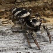 Salticus scenicus (Clerck, 1758) - Saltique arlequin (femelle)