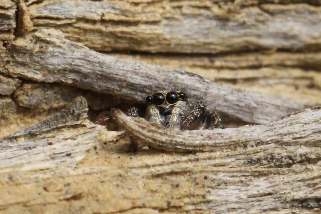 Salticus scenicus (Clerck, 1758) - Saltique arlequin (femelle)