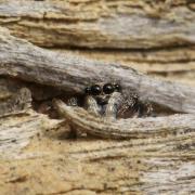 Salticus scenicus (Clerck, 1758) - Saltique arlequin (femelle)