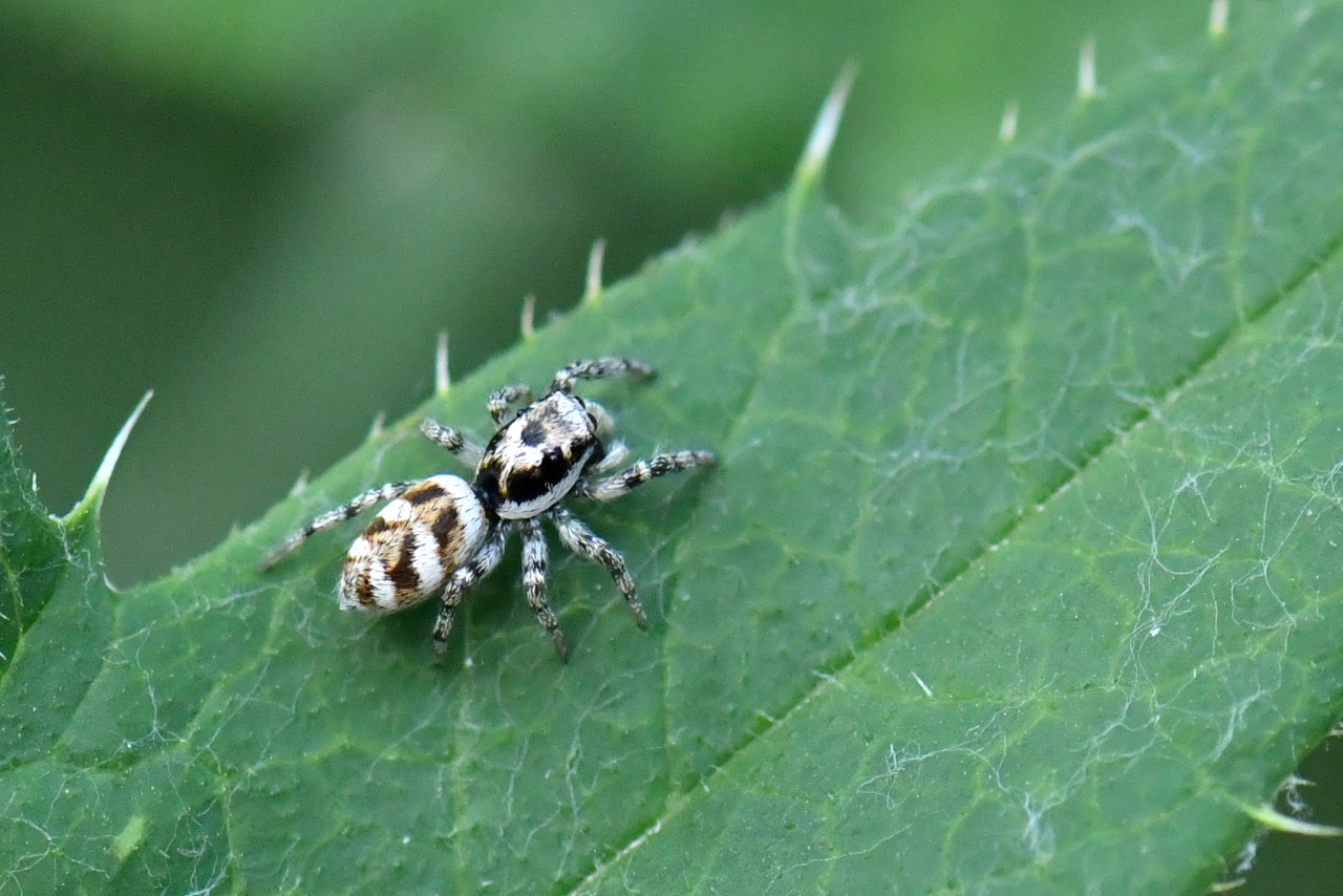 Salticus scenicus (Clerck, 1758) - Saltique arlequin (femelle)