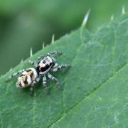 Salticus scenicus (Clerck, 1758) - Saltique arlequin (femelle)