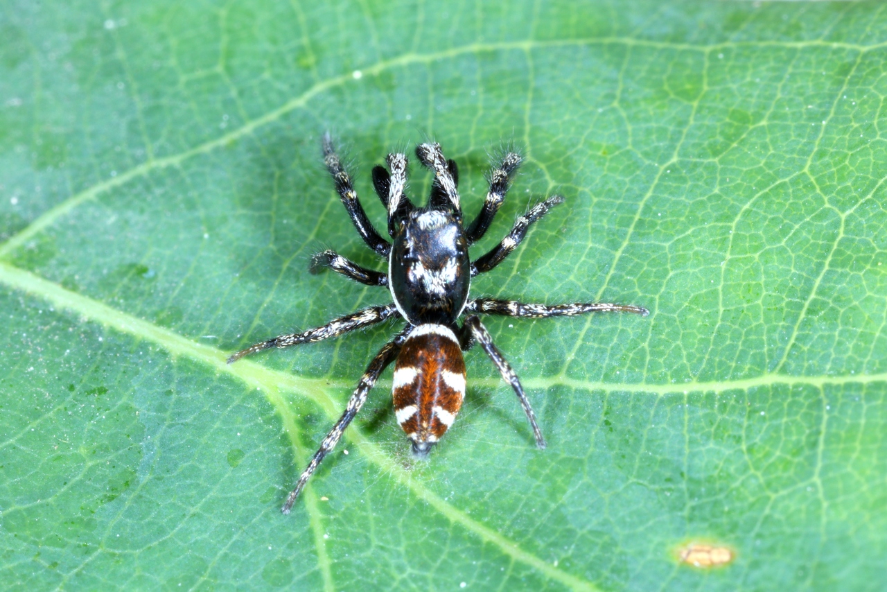 Salticus scenicus (Clerck, 1758) - Saltique arlequin (mâle)