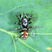 Salticus scenicus (Clerck, 1758) - Saltique arlequin (mâle)