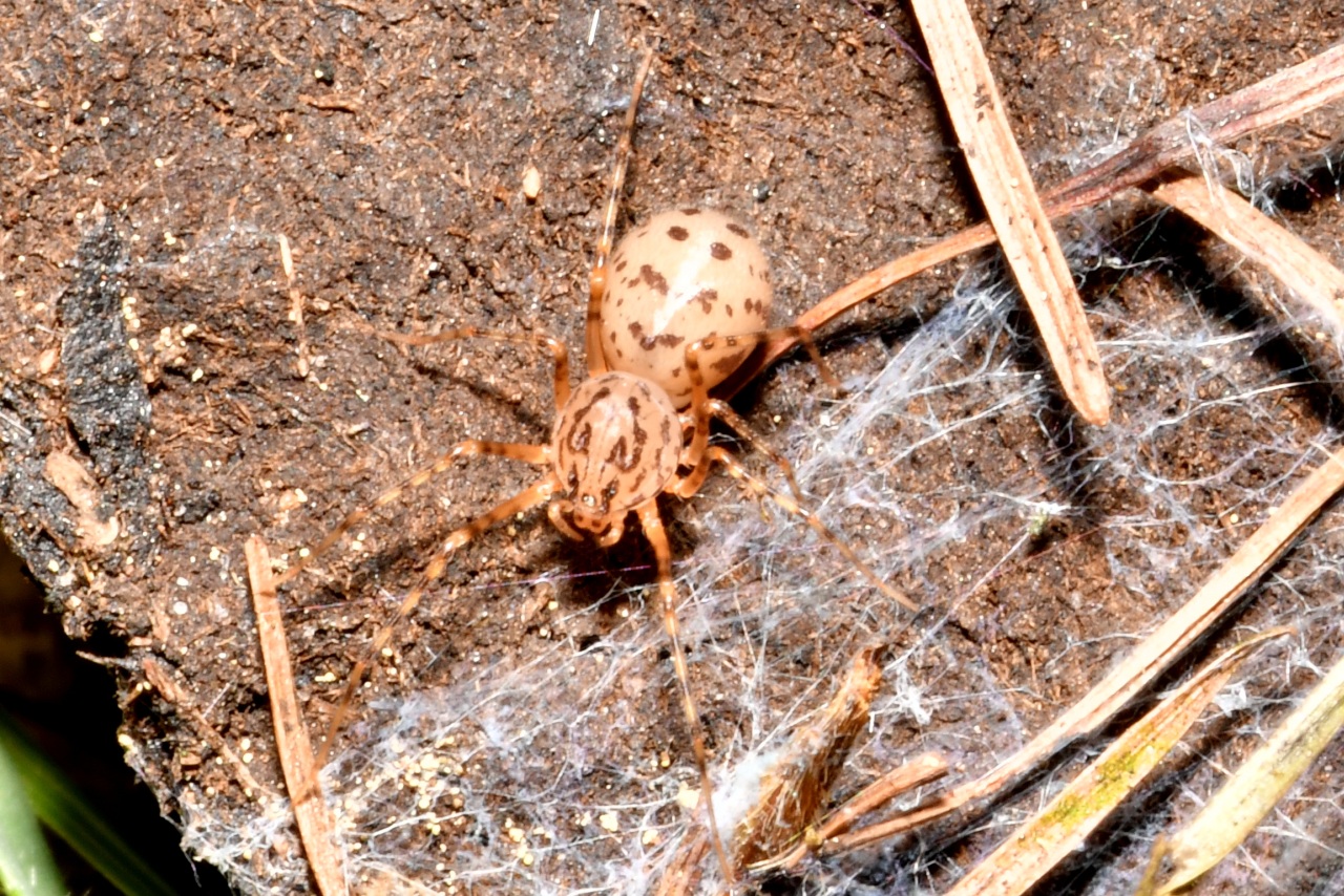 Scytodes thoracica (Latreille, 1802) - Araignée cracheuse 