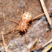 Scytodes thoracica (Latreille, 1802) - Araignée cracheuse 