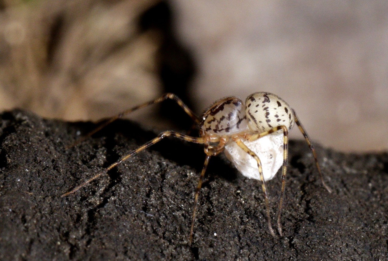 Scytodes thoracica (Latreille, 1802) - Araignée cracheuse (femelle et son cocon)