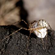 Scytodes thoracica (Latreille, 1802) - Araignée cracheuse (femelle et son cocon)