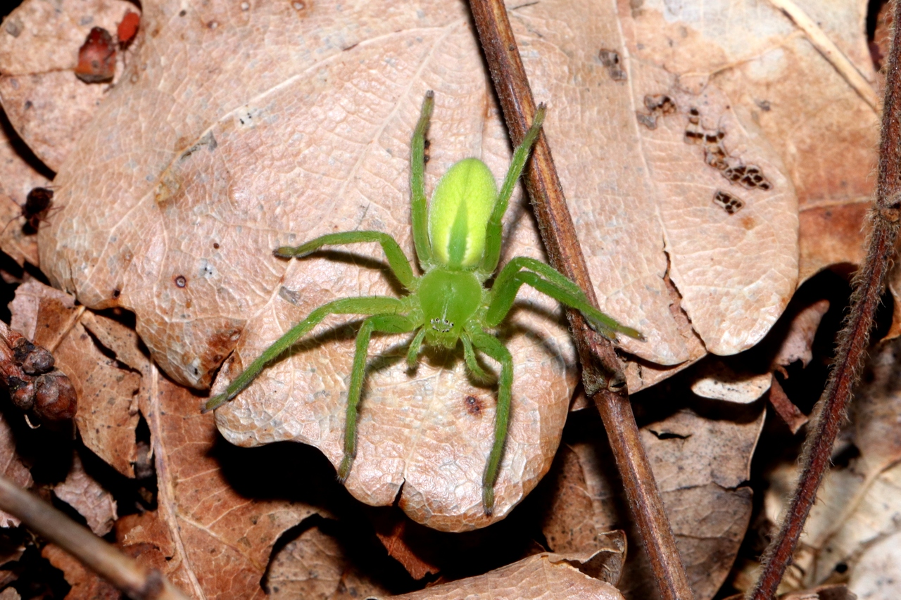 Micrommata virescens (Clerck, 1758) - Micrommate Emeraude (femelle) 