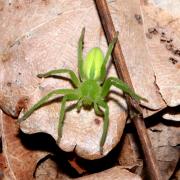 Micrommata virescens (Clerck, 1758) - Micrommate Emeraude (femelle) 