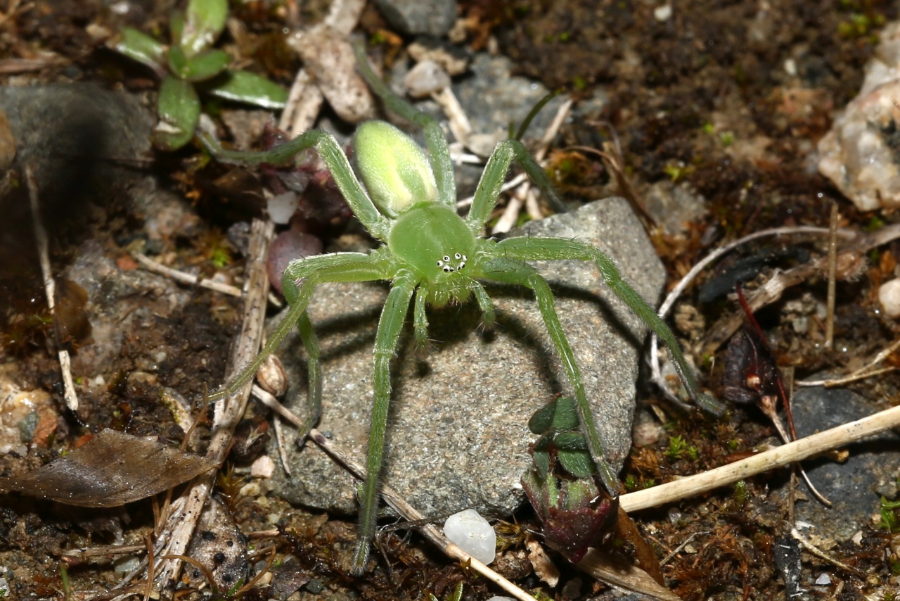 Micrommata virescens (Clerck, 1758) - Micrommate Emeraude (femelle)