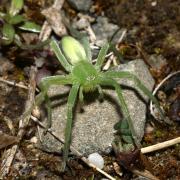 Micrommata virescens (Clerck, 1758) - Micrommate Emeraude (femelle)