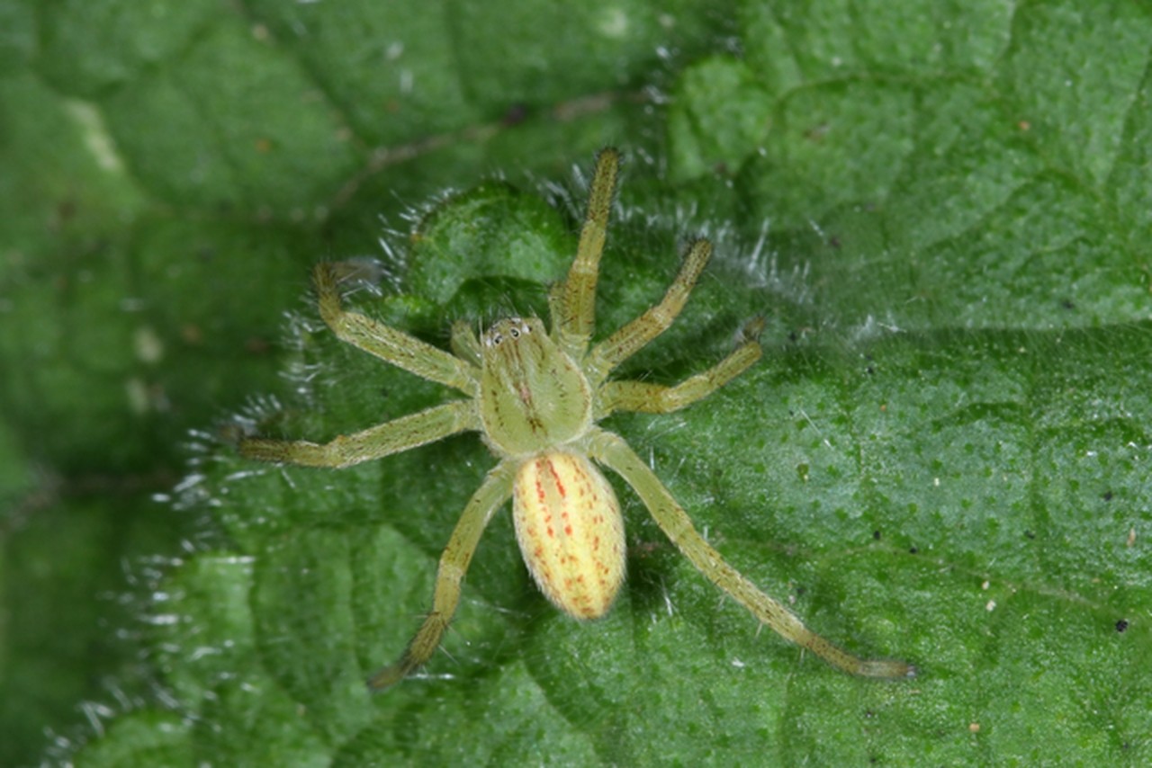 Micrommata virescens (Clerck, 1758) - Micrommate Emeraude 