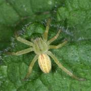 Micrommata virescens (Clerck, 1758) - Micrommate Emeraude 