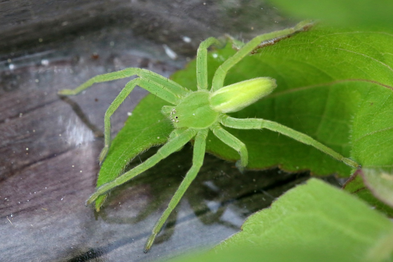 Micrommata virescens (Clerck, 1758) - Micrommate Emeraude (femelle)