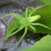 Micrommata virescens (Clerck, 1758) - Micrommate Emeraude (femelle)