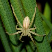 Micrommata virescens ornata (Walckenaer, 1802) - Micrommate Emeraude f. ornata (femelle)