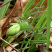 Micrommata virescens (Clerck, 1758) - Micrommate Emeraude (femelle)