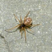 Pachygnatha degeeri Sundevall, 1830 (femelle)